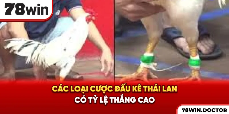Các loại cược đấu kê Thái Lan có tỷ lệ thắng cao